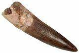 Fossil Spinosaurus Tooth - Real Dinosaur Tooth #350076-1